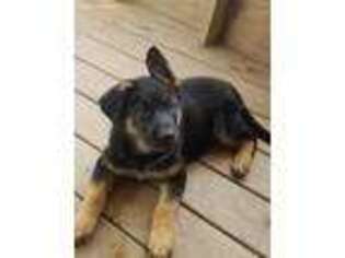 German Shepherd Dog Puppy for sale in Tuscola, IL, USA