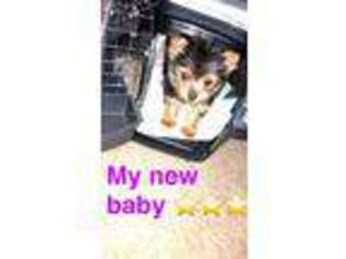 Yorkshire Terrier Puppy for sale in Harvey, IL, USA