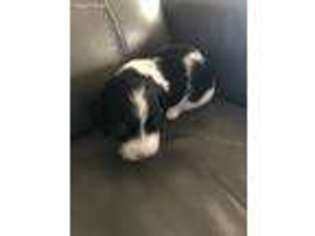 Dachshund Puppy for sale in New Braunfels, TX, USA