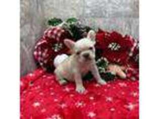 French Bulldog Puppy for sale in Howe, IN, USA