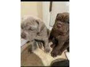 Neapolitan Mastiff Puppy for sale in Farmington Hills, MI, USA