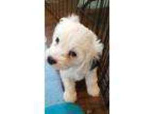 Cavapoo Puppy for sale in Granbury, TX, USA