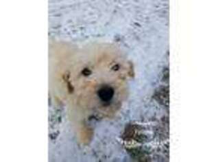 Goldendoodle Puppy for sale in Greenville, OH, USA