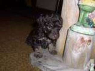 Mutt Puppy for sale in BEROUN, MN, USA
