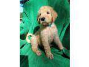 Goldendoodle Puppy for sale in Alberta, VA, USA
