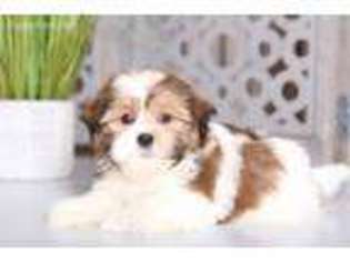 Shinese Puppy for sale in Butler, OH, USA