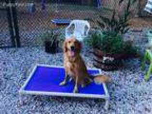 Golden Retriever Puppy for sale in Pinellas Park, FL, USA