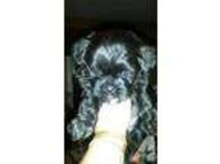 Shorkie Tzu Puppy for sale in ROME, NY, USA