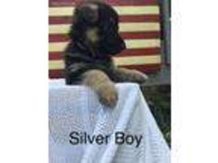 German Shepherd Dog Puppy for sale in Faribault, MN, USA