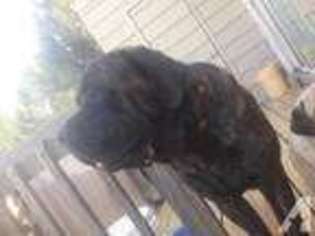 Mastiff Puppy for sale in WATERBURY, CT, USA