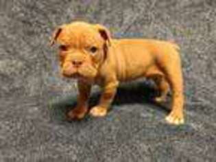 Olde English Bulldogge Puppy for sale in Willmar, MN, USA