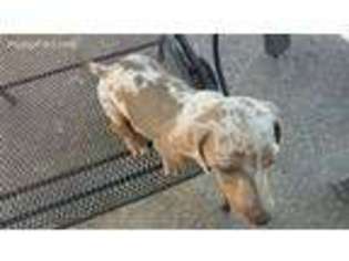Dachshund Puppy for sale in Bryan, TX, USA