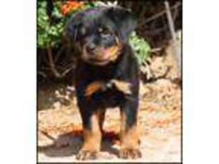 Rottweiler Puppy for sale in PERRIS, CA, USA