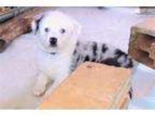 Australian Shepherd Puppy for sale in Beaumont, TX, USA