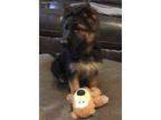German Shepherd Dog Puppy for sale in Greer, SC, USA