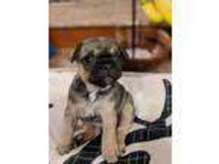 French Bulldog Puppy for sale in Sammamish, WA, USA