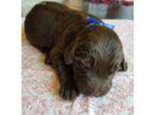 Labradoodle Puppy for sale in Clay Springs, AZ, USA