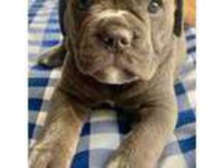 Olde English Bulldogge Puppy for sale in Thomasville, NC, USA