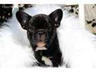 French Bulldog Puppy for sale in Gassville, AR, USA