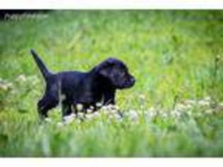 Labrador Retriever Puppy for sale in Hartford, MI, USA