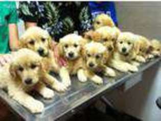 Golden Retriever Puppy for sale in Lawrenceburg, KY, USA