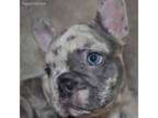 French Bulldog Puppy for sale in Ipswich, MA, USA
