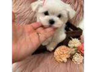 Maltese Puppy for sale in Spring Hill, FL, USA