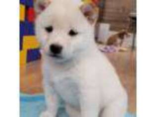 Shiba Inu Puppy for sale in Wayne, NJ, USA