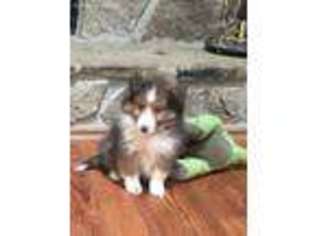 Shetland Sheepdog Puppy for sale in Fayetteville, GA, USA