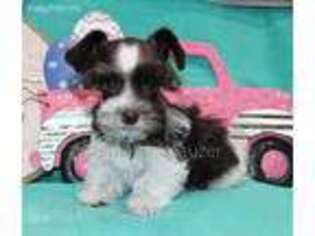Mutt Puppy for sale in Corinne, UT, USA