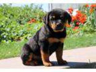 Rottweiler Puppy for sale in Elizabethville, PA, USA
