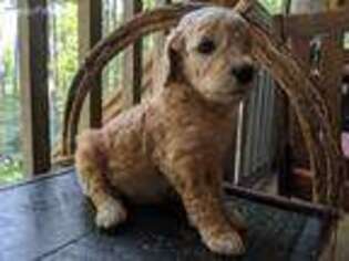 Goldendoodle Puppy for sale in Highlands, NC, USA