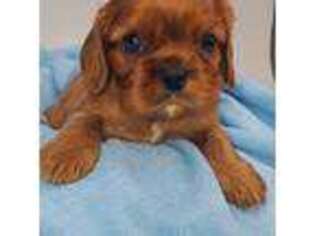 Cavalier King Charles Spaniel Puppy for sale in Rochert, MN, USA
