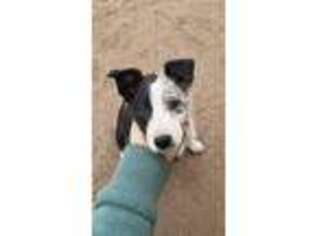 Border Collie Puppy for sale in Lyons, MI, USA