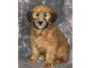 Soft Coated Wheaten Terrier Puppy for sale in Northwood, NH, USA