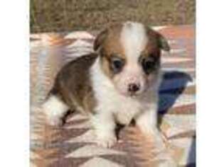 Pembroke Welsh Corgi Puppy for sale in Windom, TX, USA