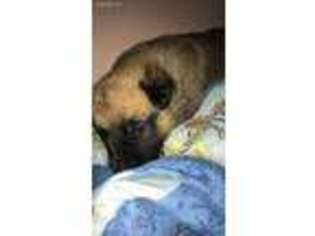 Mutt Puppy for sale in Medford, NY, USA