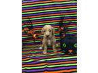 Goldendoodle Puppy for sale in Smithfield, KY, USA