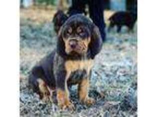 Bloodhound Puppy for sale in Batesville, AR, USA