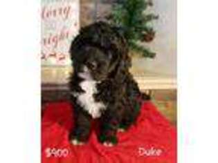 Mutt Puppy for sale in Sheridan, MO, USA