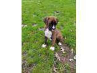 Boxer Puppy for sale in Oakland, MD, USA
