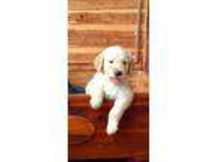 Goldendoodle Puppy for sale in Broussard, LA, USA