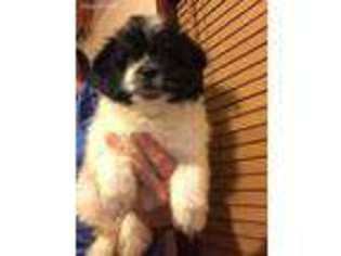 Maltipom Puppy for sale in Pahrump, NV, USA