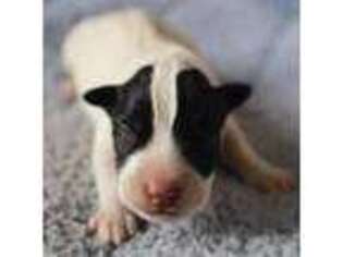 Mutt Puppy for sale in Riverside, CA, USA