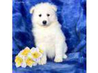 Samoyed Puppy for sale in Gordonville, PA, USA