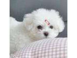 Bichon Frise Puppy for sale in Tallahassee, FL, USA