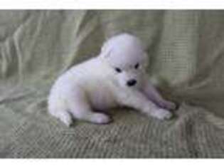 Samoyed Puppy for sale in Orchard, IA, USA