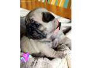 Pug Puppy for sale in Jefferson, WI, USA