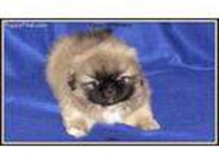 Pekingese Puppy for sale in Salley, SC, USA