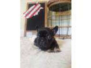 French Bulldog Puppy for sale in Anacoco, LA, USA